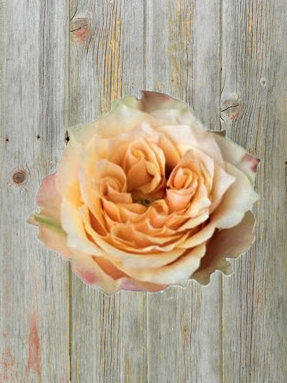 COPPERFIELD SUMMERHOUSE PEACH GARDEN ROSE